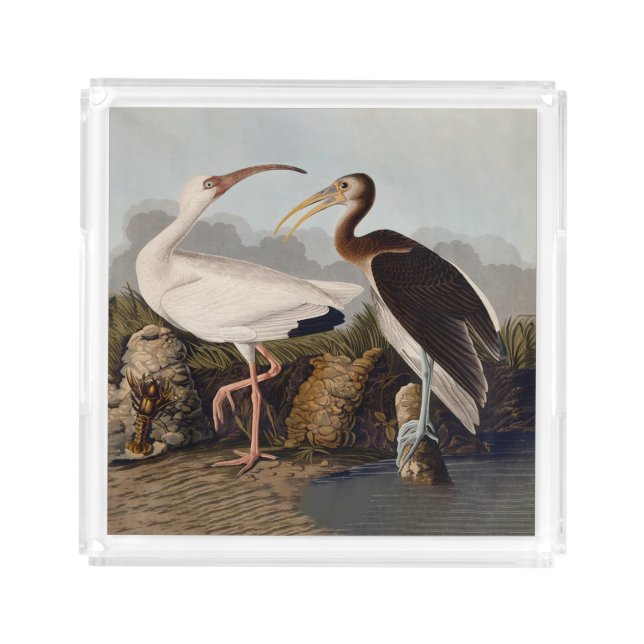 John James Audubon White Ibis Bird Print Classic Acrylic Tray (Front)