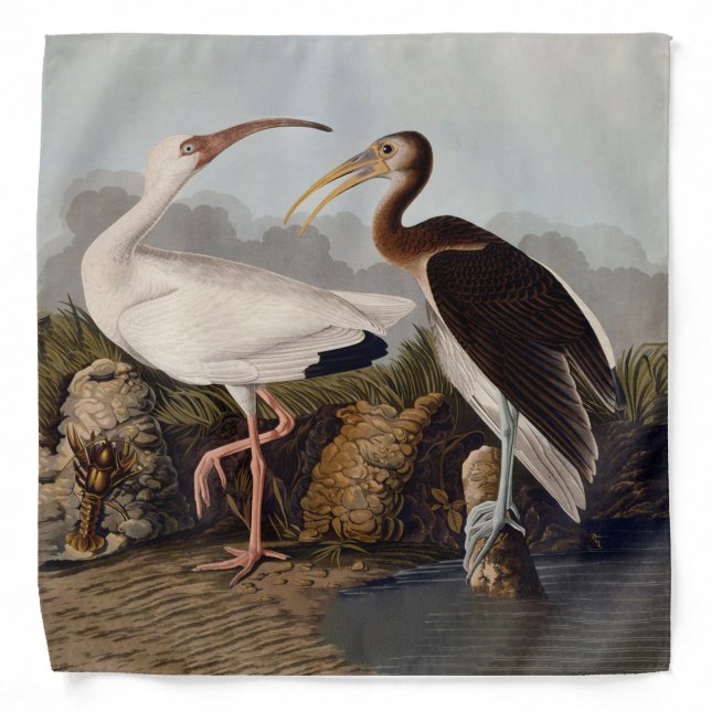 John James Audubon White Ibis Bird Print Classic Bandana (Front)