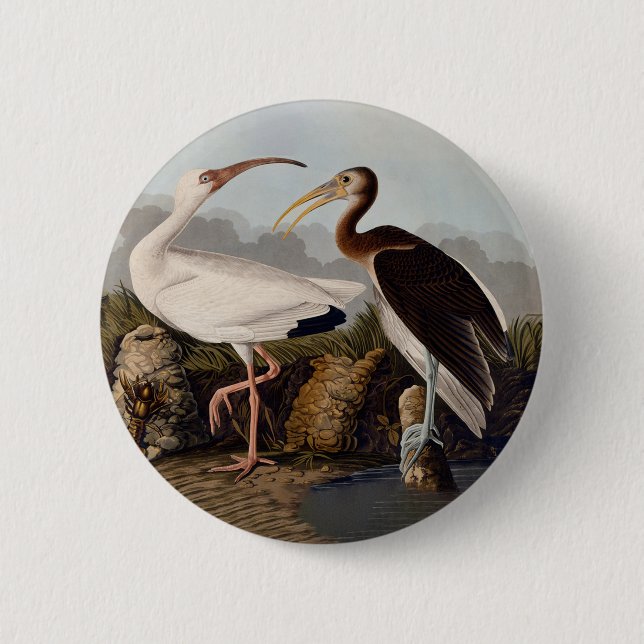 John James Audubon White Ibis Bird Print Classic Button (Front)