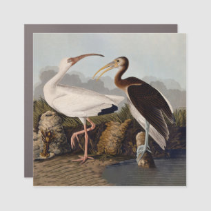 John James Audubon White Ibis Bird Print Classic Car Magnet