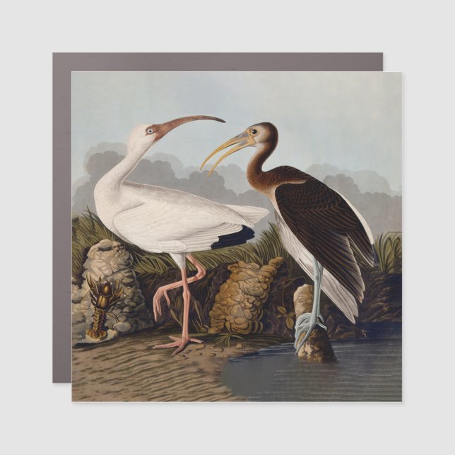 John James Audubon White Ibis Bird Print Classic Car Magnet (Front)