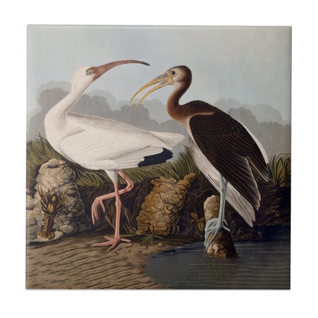 John James Audubon White Ibis Bird Print Classic Ceramic Tile (Front)