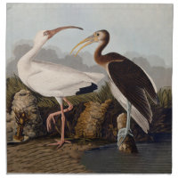 John James Audubon White Ibis Bird Print Classic