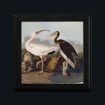 John James Audubon White Ibis Bird Print Classic Gift Box<br><div class="desc">Capture the timeless beauty of the natural world with this stunning, digitally enhanced vintage print by the renowned ornithologist and artist, John James Audubon (from his famed Birds of America series). This illustration features the White Ibis (Eudocimus albus), showcasing both the elegant, all-white adult ibis and the beautifully mottled brown...</div>