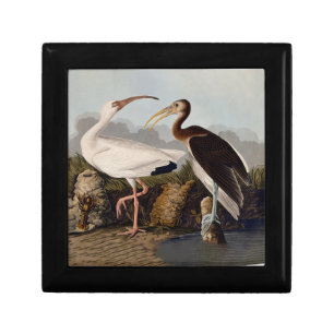 John James Audubon White Ibis Bird Print Classic Gift Box