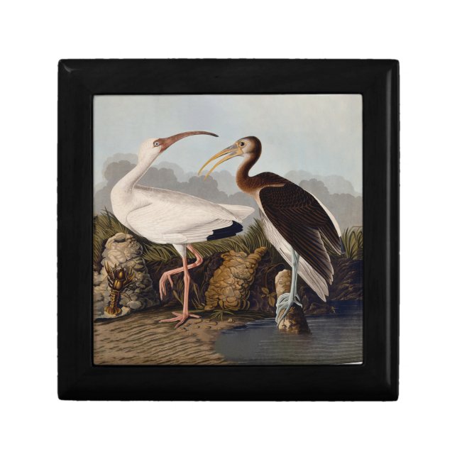 John James Audubon White Ibis Bird Print Classic Gift Box (Front)