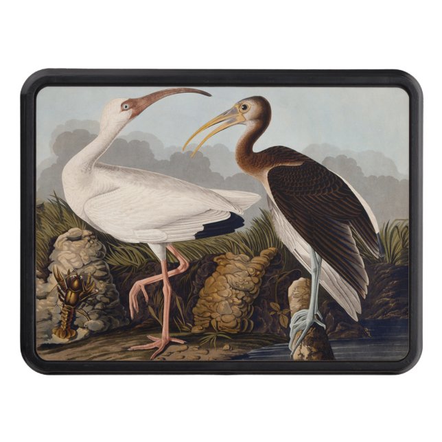 John James Audubon White Ibis Bird Print Classic Hitch Cover (Front)