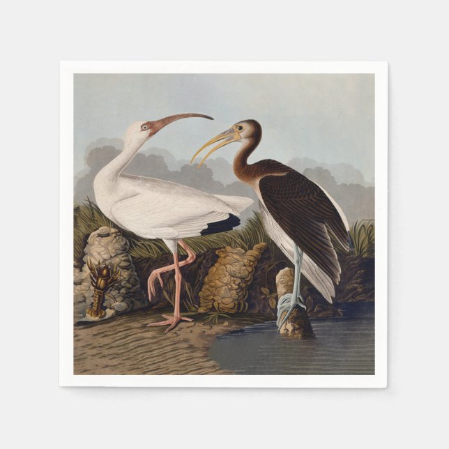 John James Audubon White Ibis Bird Print Classic Napkins (Front)