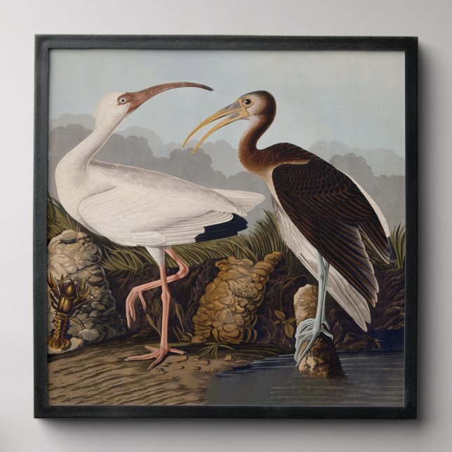 John James Audubon White Ibis Bird Print Classic Peel And Stick Photo Tile (Front Set)