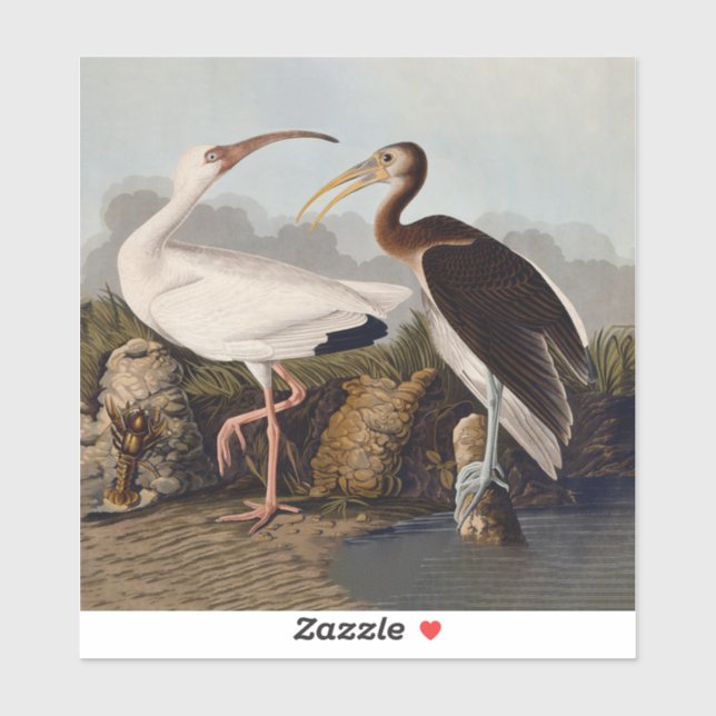 John James Audubon White Ibis Bird Print Classic Sticker (Sheet)