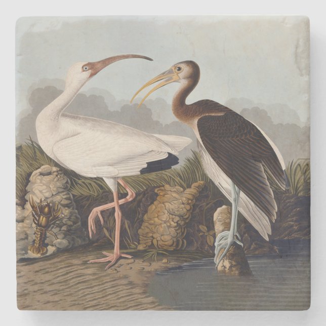 John James Audubon White Ibis Bird Print Classic Stone Coaster (Front)