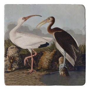 John James Audubon White Ibis Bird Print Classic Trivet