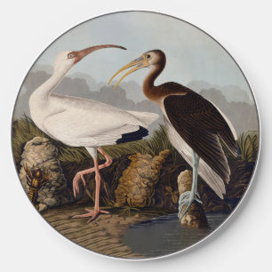 John James Audubon White Ibis Bird Print Classic Wireless Charger