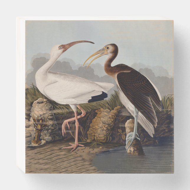 John James Audubon White Ibis Bird Print Classic Wooden Box Sign (Front Horizontal)