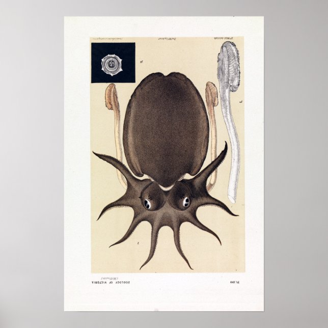 John James Wild Large Melbourne Sepia Poster (Front)