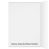 Johnny Jump Up (Inside (Left))