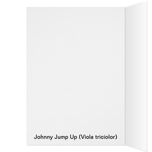 Johnny Jump Up (Inside (Left))