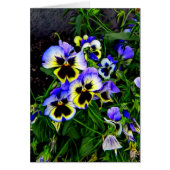 Johnny Jump Up (Front)