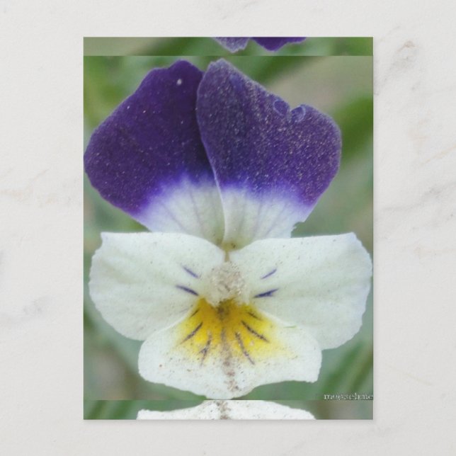 Johnny Jump-up Flower Pic Postcard (Front)