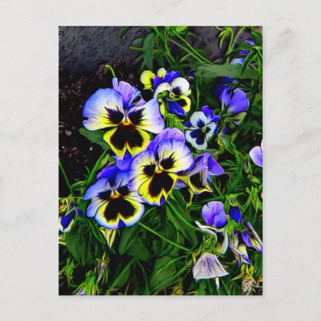 Johnny Jump Up Postcard (Front)