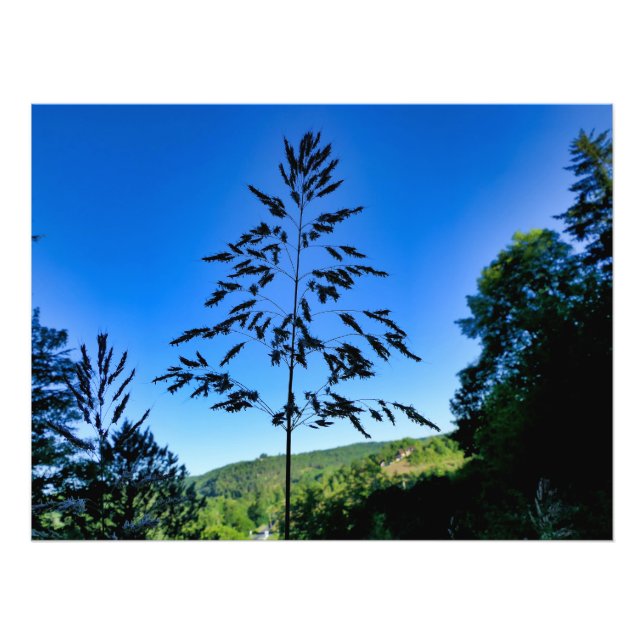 Johnson Grass Photo Print (Front)