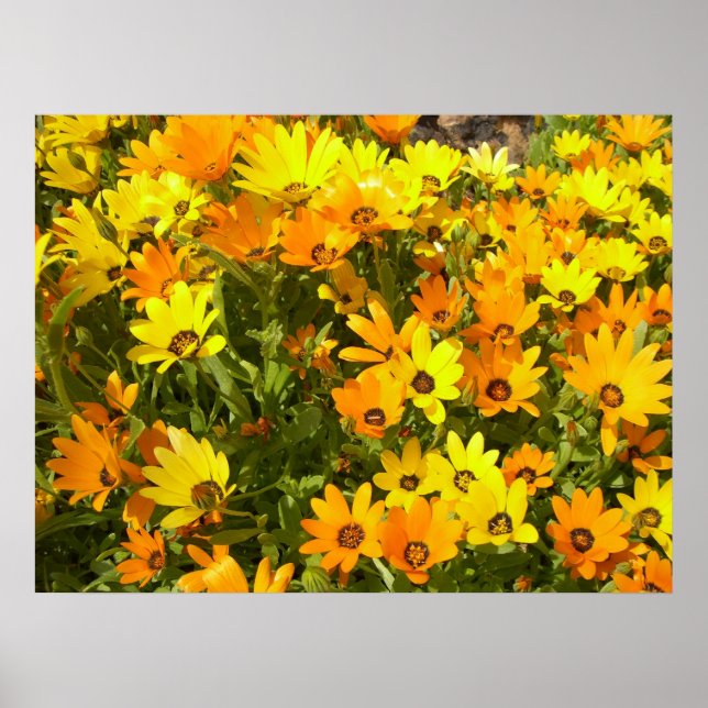 Joie de Vivre (1)  Poster (Front)