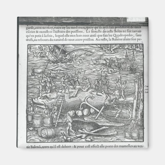 Jointing a whale magnet (Front)