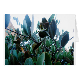 Jojoba Cards