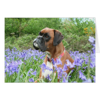Jolie in the bluebells cards