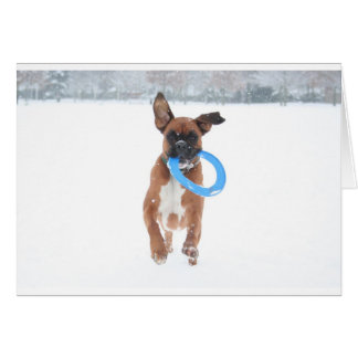 Jolie playing frizbee in the snow cards