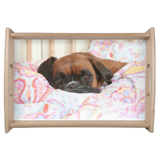 Jolie The Boxer on the duvet - Tray