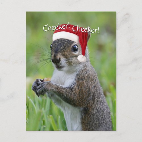 Jolly Florida Santa Squirrel Wearing Santa Hat Holiday Postcard