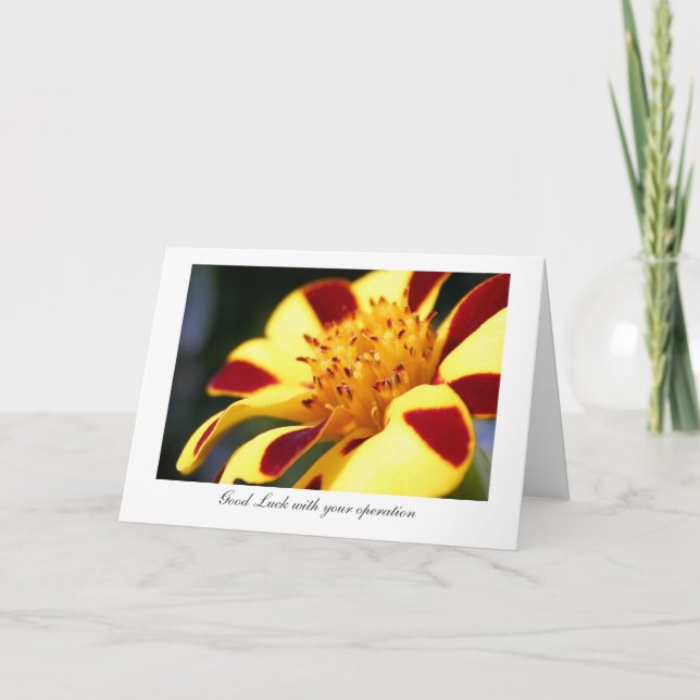 Jolly Jester Marigold - Luck with your operation Card (Front)