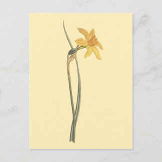Jonquil Daffodil Yellow Flower Illustration Postcard
