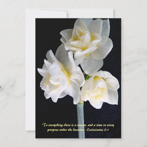 Jonquil Flower _ Ecclesiastes 31