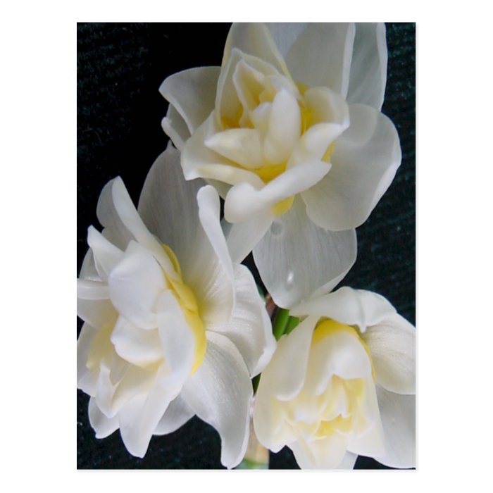 Jonquil Flower   Ecclesiastes 31 Postcard