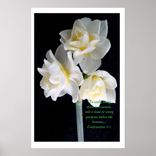 Jonquil Flower _ Ecclesiastes 31 Poster