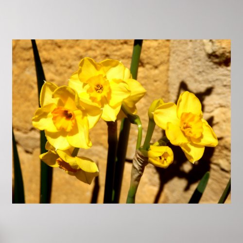 Jonquil Flowers Poster