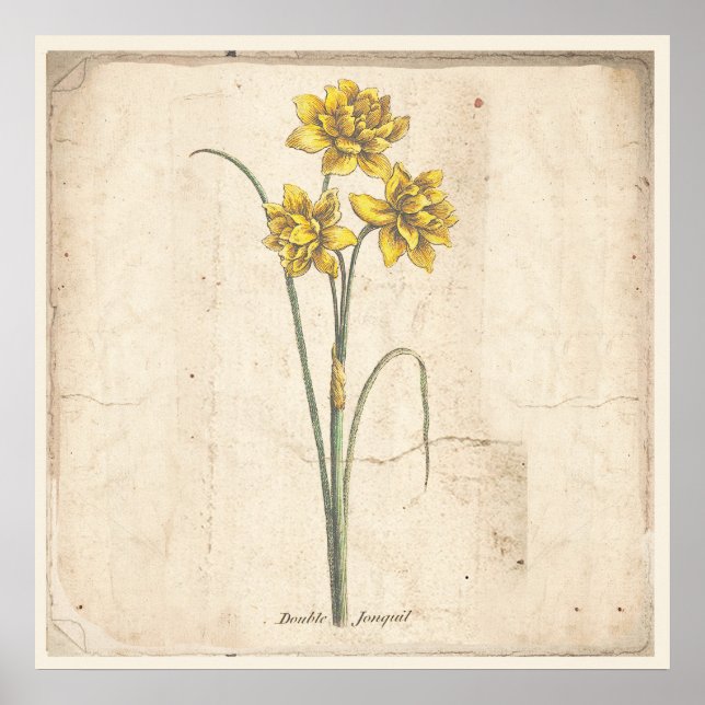 Jonquils Antique Botanical Print Poster (Front)