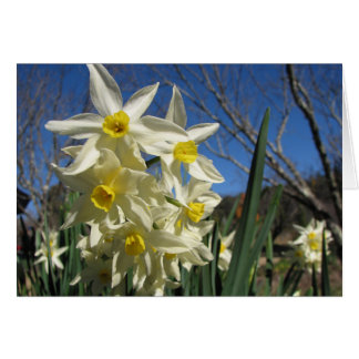 Jonquils Cards