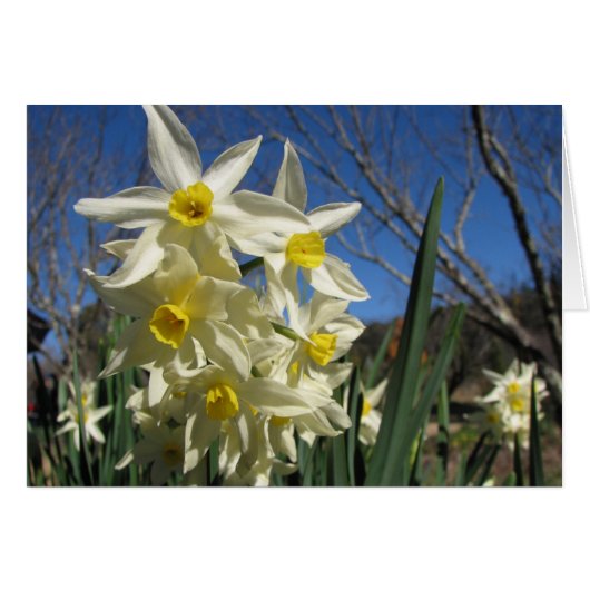 Jonquils Cards (Front Horizontal)
