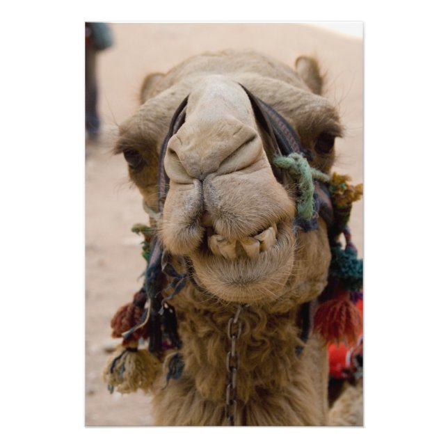 Jordan, Ancient Nabataean city of Petra Photo Print (Front)