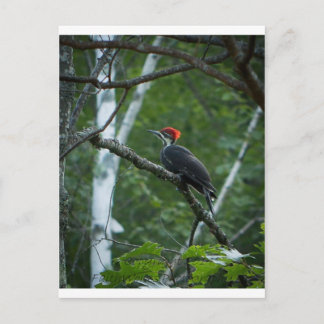 Jordan Pond Pileated Woodpecker. Postcard