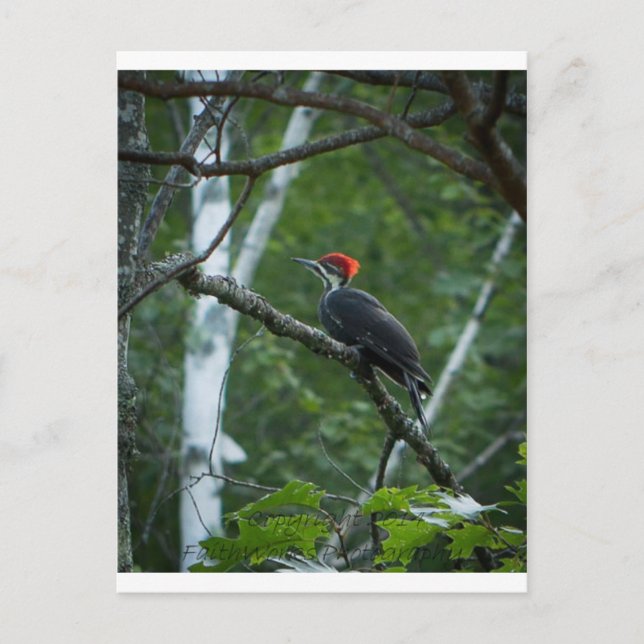 Jordan Pond Pileated Woodpecker. Postcard (Front)