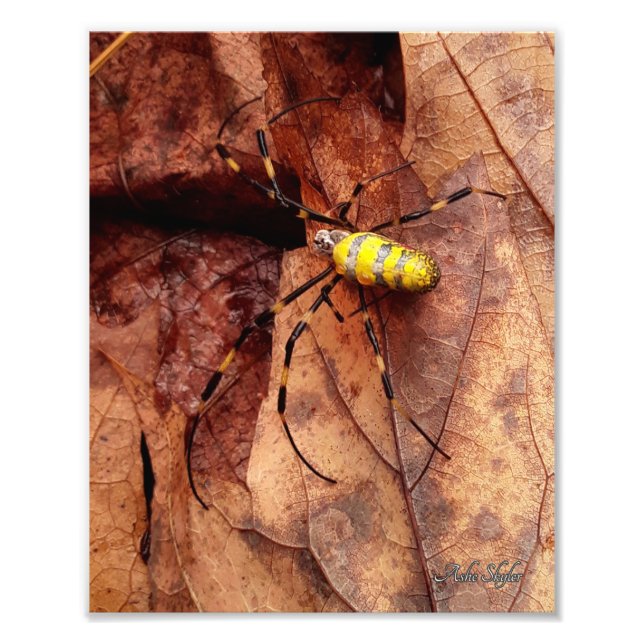 Joro Spider Photo Print (Front)