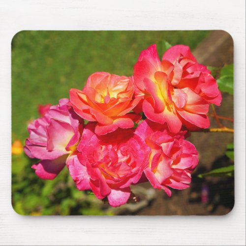 Josephs Coat Rose 1 Mouse Pad