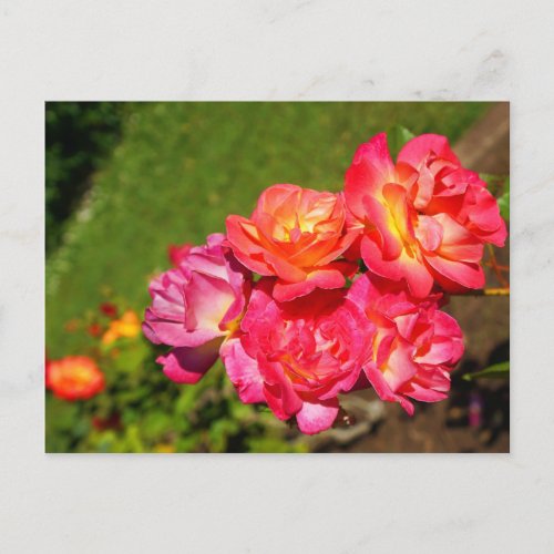 Josephs Coat Rose 1 Postcard