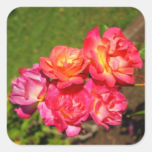 Josephs Coat Rose 1 Stickers