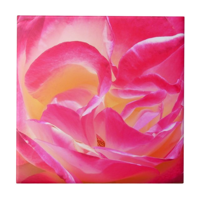 Joseph's Coat Rose - Tile (Front)