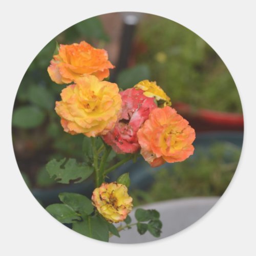 Josephs coat roses classic round sticker